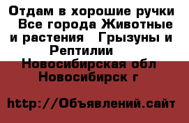 Отдам в хорошие ручки - Все города Животные и растения » Грызуны и Рептилии   . Новосибирская обл.,Новосибирск г.